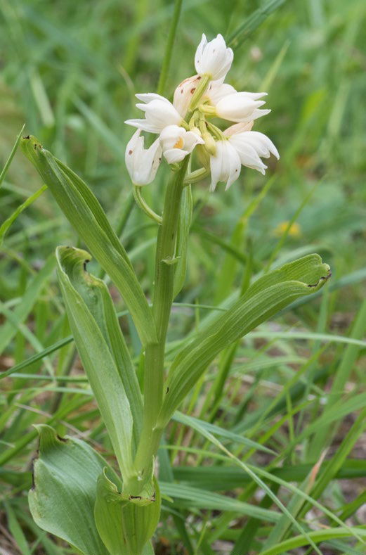 Cephalanthera damasonium