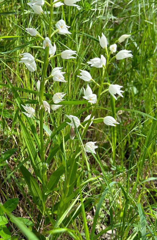 Cephalanthera longifolia