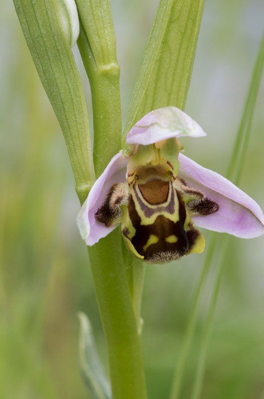 orchis apifera