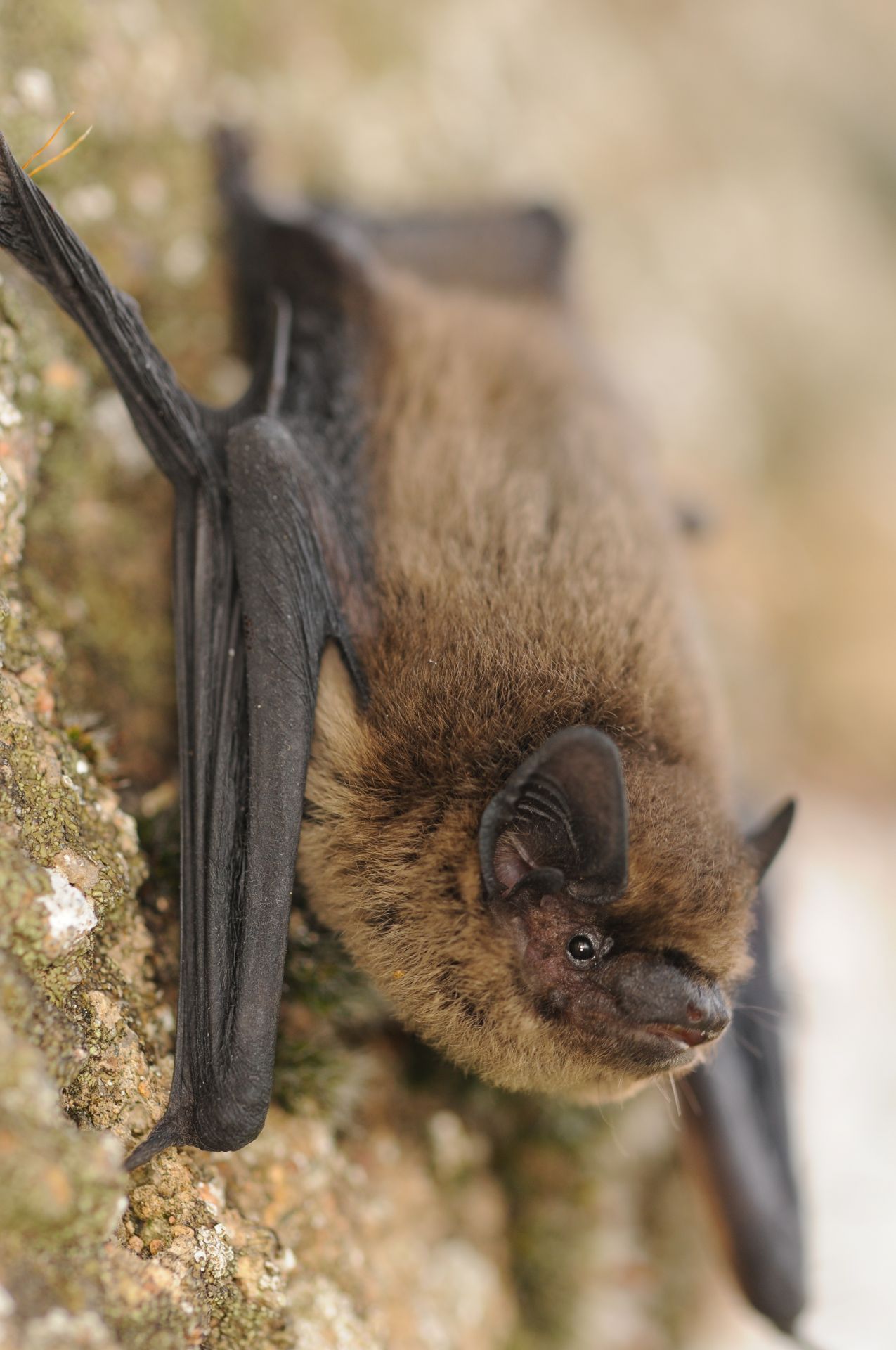 pipistrelle commune